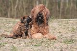 BRIARD 186